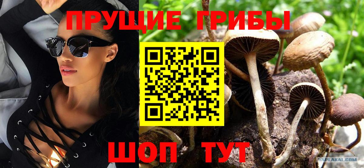 Малгобек  как найти   Вход с VPN  Псилоцибиновые грибы Cubensis 